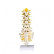 Lumbar Spinal Column with Sacral